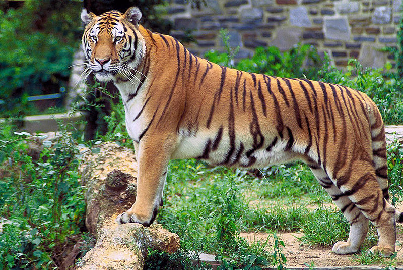 African Animals: Tiger; DISPLAY FULL IMAGE.