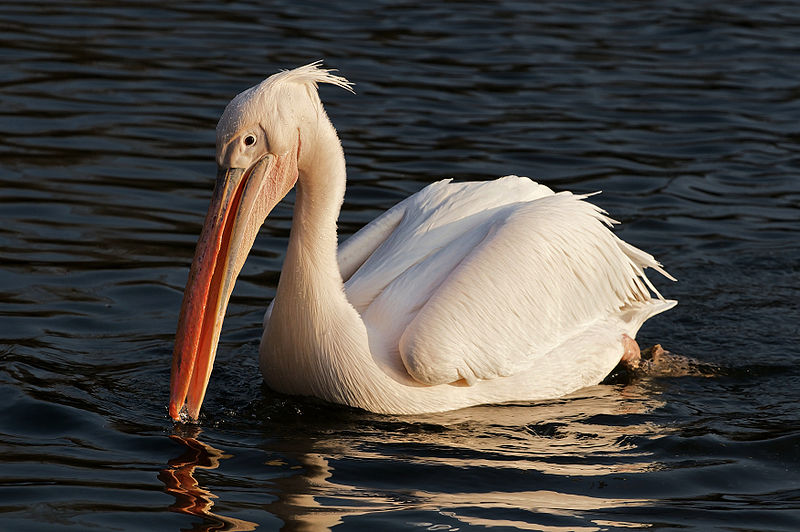 African Animals: Pelican; DISPLAY FULL IMAGE.