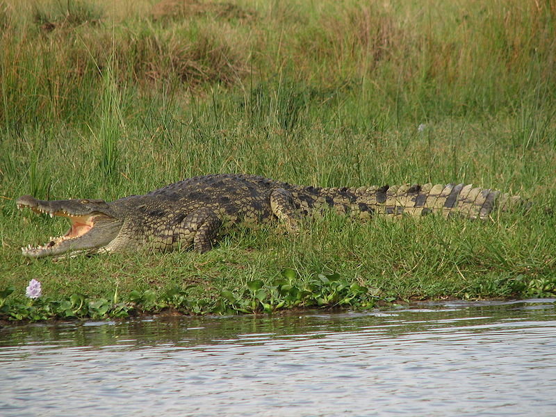African Animals: Crocodile; DISPLAY FULL IMAGE.
