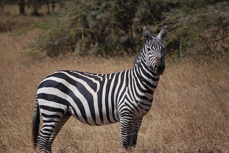 African Animals: Zebra; DISPLAY FULL IMAGE.