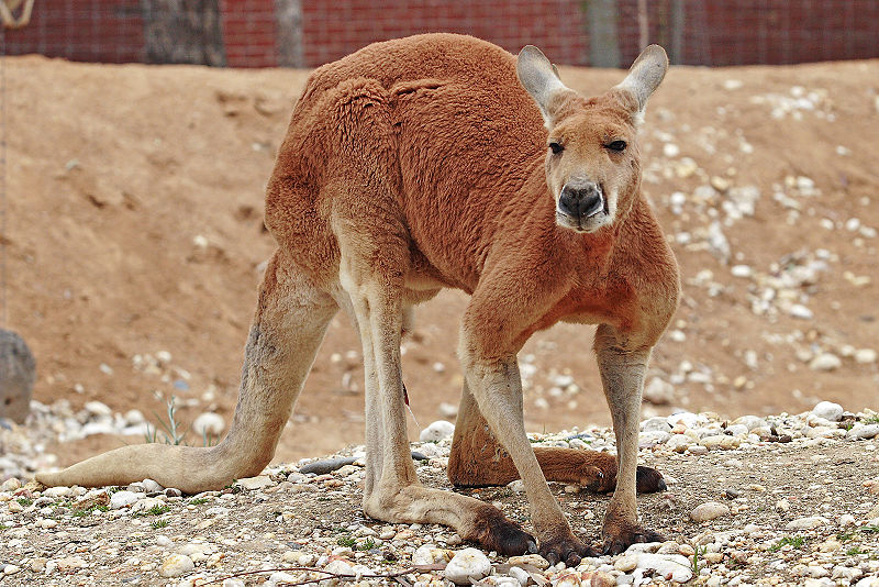 African Animals: Kangaroo; DISPLAY FULL IMAGE.