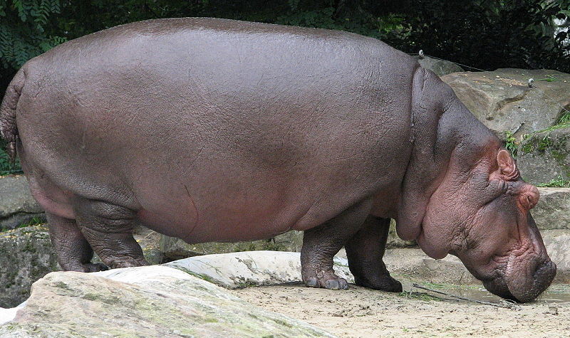 African Animals: Hippopotamus; DISPLAY FULL IMAGE.