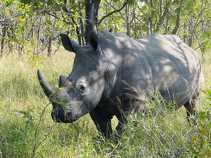 African Animals: Rhinoceros; DISPLAY FULL IMAGE.