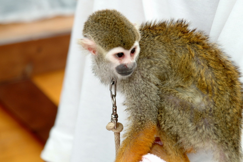 다람쥐원숭이 - Saimiri sciureus; DISPLAY FULL IMAGE.