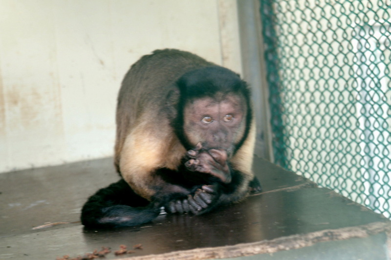 갈색꼬리감기원숭이 - Cebus apella; DISPLAY FULL IMAGE.