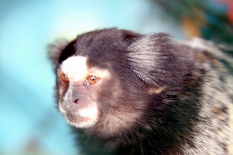 마모셋원숭이 - Callithrix jacchus; DISPLAY FULL IMAGE.