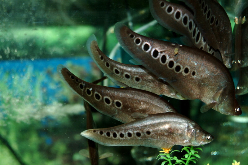 인디언나이프/인도칼메기 - Notopterus chitala (Indian Knifefish); DISPLAY FULL IMAGE.