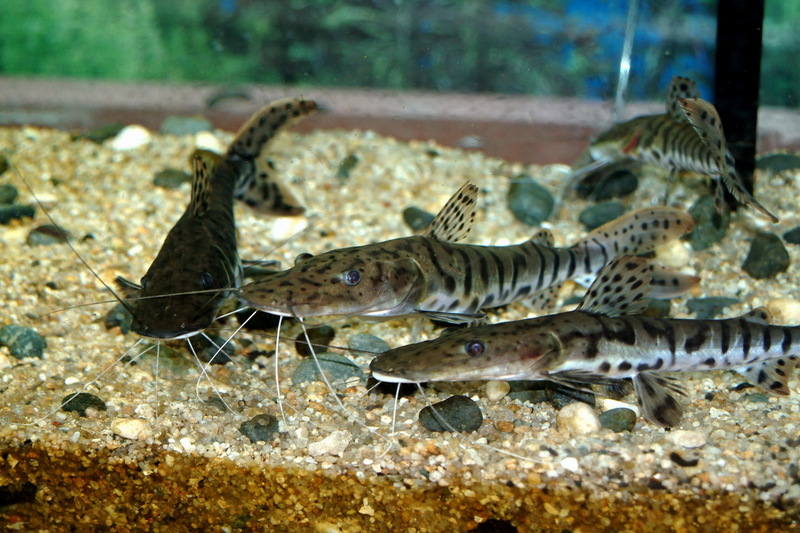 타이거쇼벨노즈 - Pseudoplatystoma fasciatum (Tiger Shovelnose Catfish, Barred Sorubim); DISPLAY FULL IMAGE.