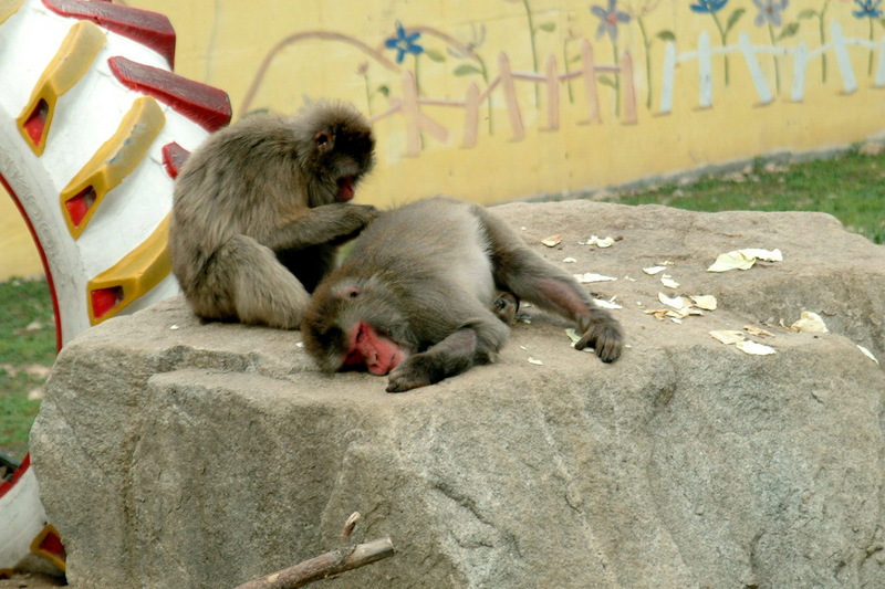 일본원숭이 - Macaca fuscata; DISPLAY FULL IMAGE.