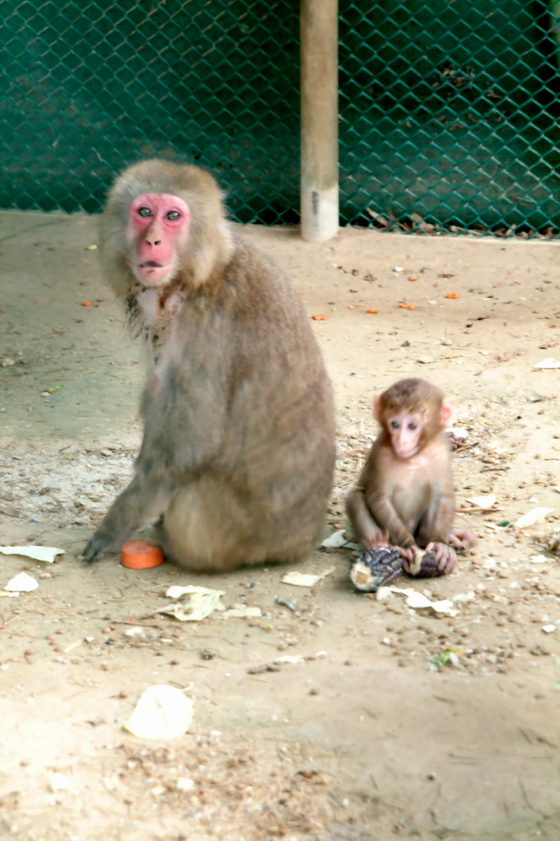 일본원숭이 모자 - Macaca fuscata; DISPLAY FULL IMAGE.