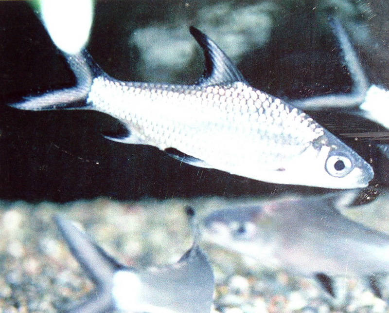 실버샤크 - Balantiocheilos melanopterus, Bala Shark; DISPLAY FULL IMAGE.