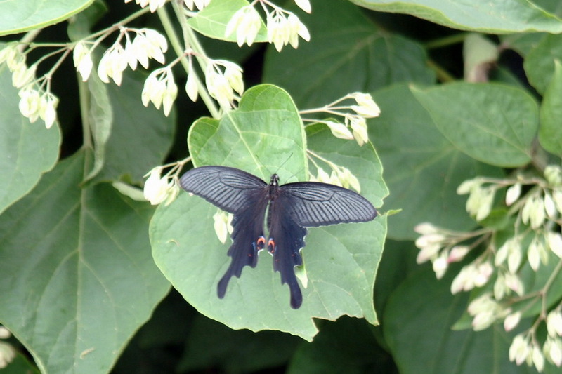긴꼬리제비나비(Papilio macilentus); DISPLAY FULL IMAGE.