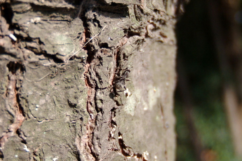 개미 - 아마도 일본왕개미 (Camponotus japonicus); DISPLAY FULL IMAGE.