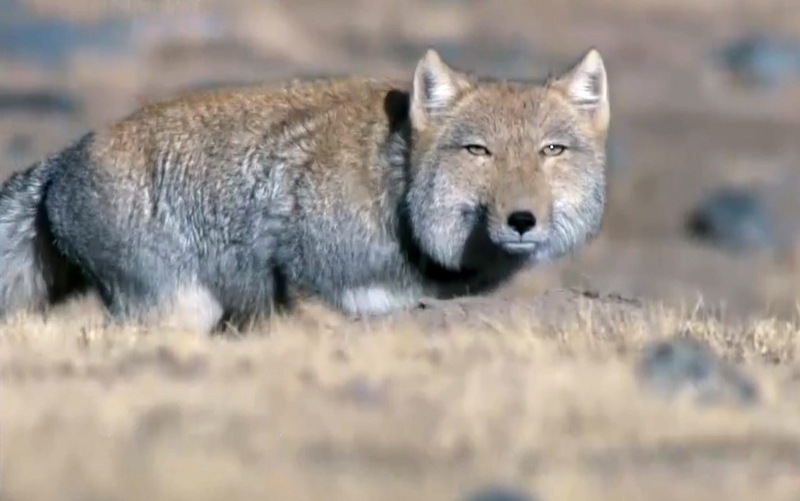 티벳여우, Vulpes ferrilata, (Tibetan Sand Fox); DISPLAY FULL IMAGE.
