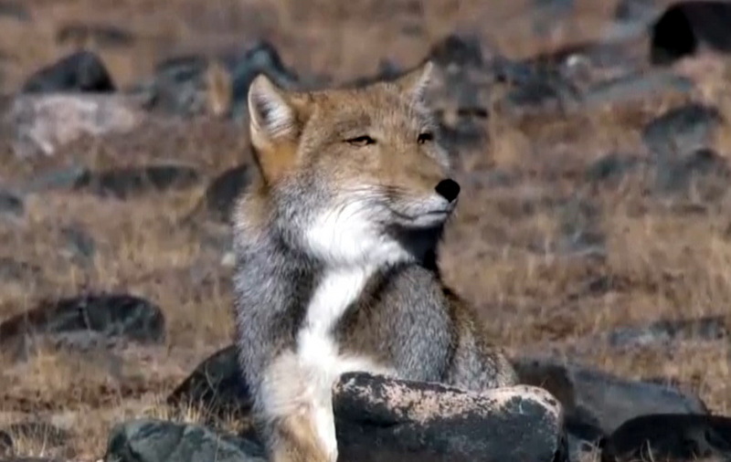 티벳여우, Vulpes ferrilata, (Tibetan Sand Fox); DISPLAY FULL IMAGE.