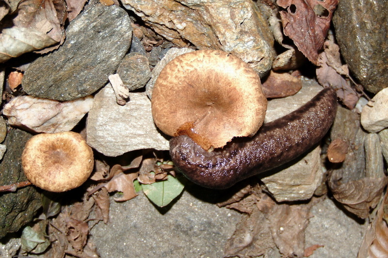 버섯을 먹는 민달팽이 - 산민달팽이, Meghimatium fruhstorferi; DISPLAY FULL IMAGE.