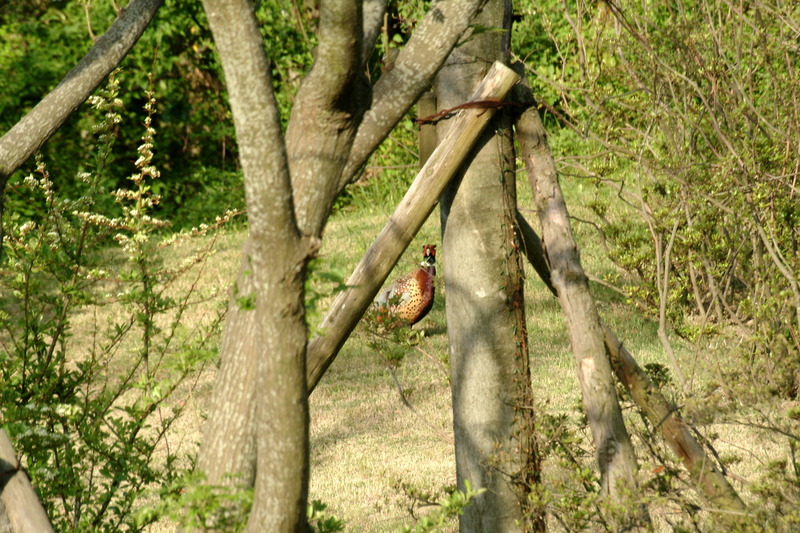 꿩 - common pheasant (Phasianus colchicus); DISPLAY FULL IMAGE.