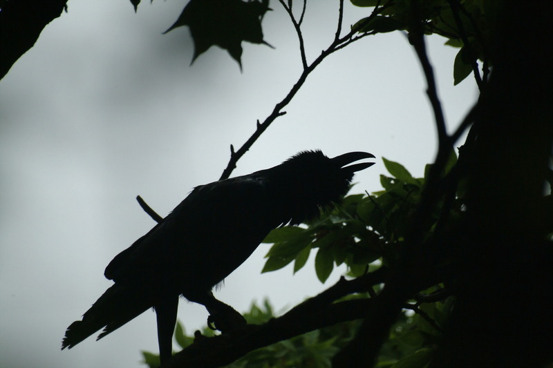 큰부리까마귀 - Corvus macrorhynchos; DISPLAY FULL IMAGE.