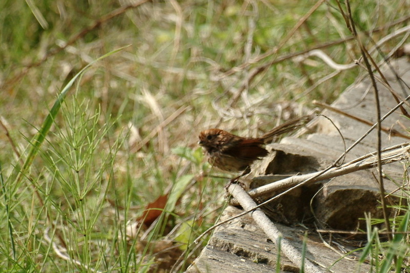 붉은머리오목눈이 / Paradoxornis webbiana fulvicauda; DISPLAY FULL IMAGE.