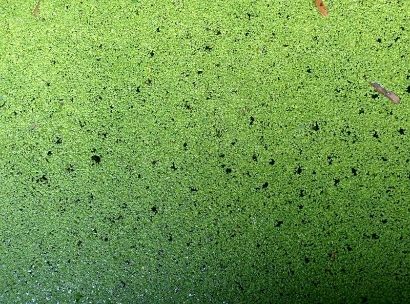 좀개구리밥 / Lemna paucicostata / Lesser Duckweed; DISPLAY FULL IMAGE.