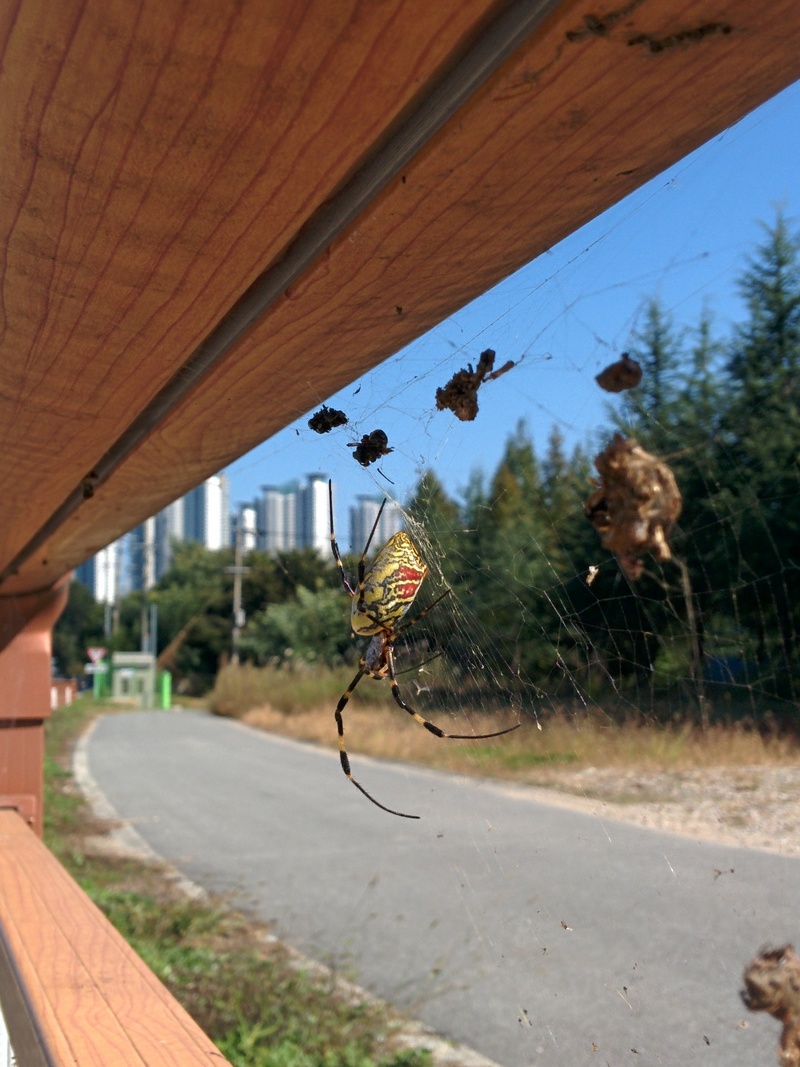 무당거미,  Nephila clavata (Jorō Spider); DISPLAY FULL IMAGE.