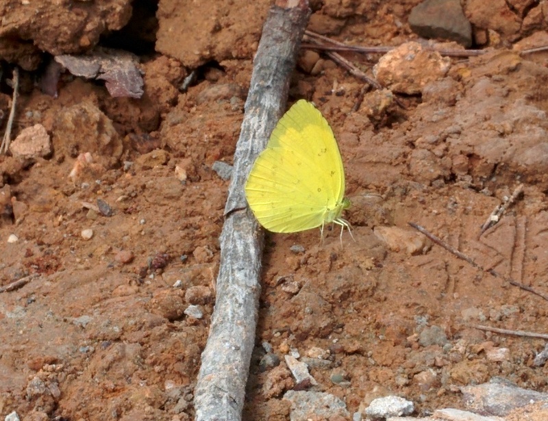 남방노랑나비 Eurema hecabe; DISPLAY FULL IMAGE.