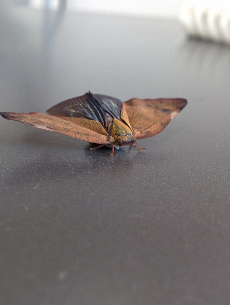 갈색날개매미충; DISPLAY FULL IMAGE.