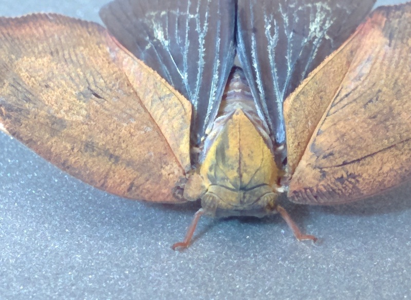 갈색날개매미충; DISPLAY FULL IMAGE.