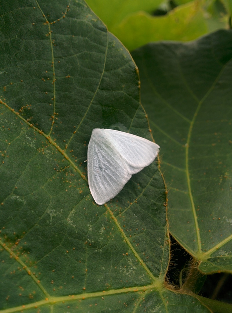 흰색의 갈색날개매미충; DISPLAY FULL IMAGE.