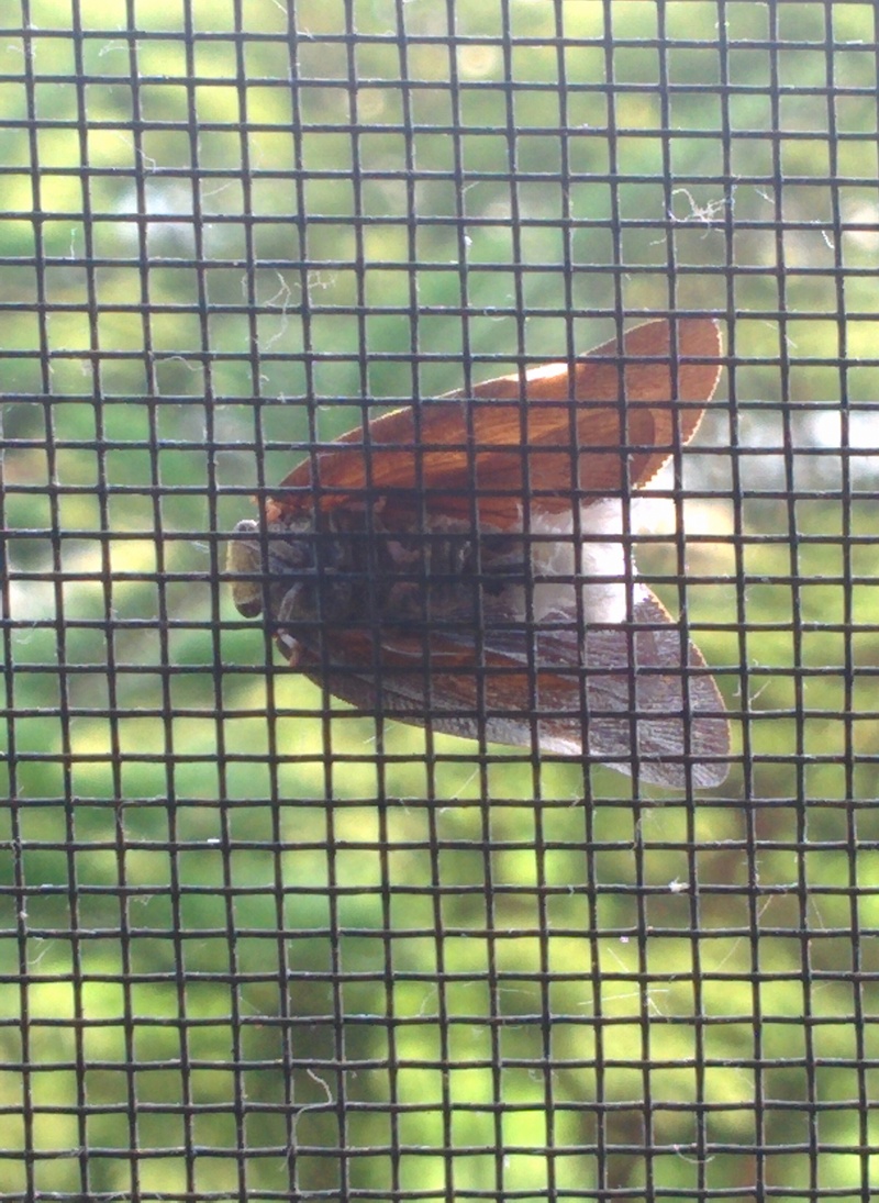 아파트 방충망에 붙은 갈색날개매미충; DISPLAY FULL IMAGE.