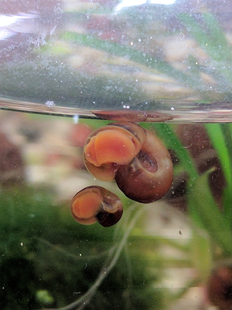 어항의 또아리물달팽이과 달팽이 형제 - Planorbarius corneus; DISPLAY FULL IMAGE.