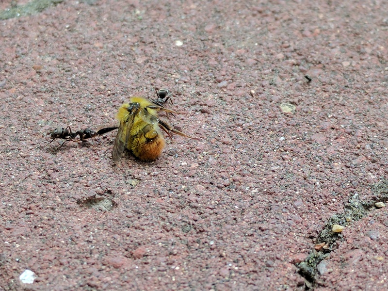 꿀벌 사체를 옮기는 일본왕개미 두 마리; DISPLAY FULL IMAGE.