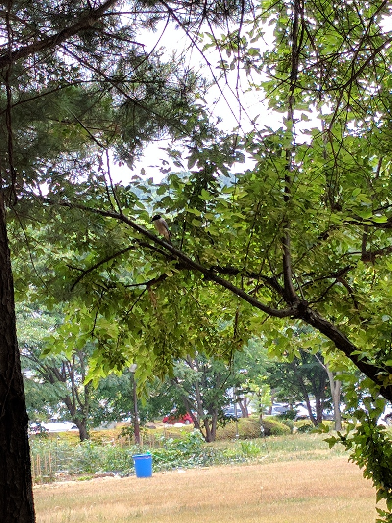 숨은그림찾기 ... 벚나무 가지 그늘에서 쉬는 물까치; DISPLAY FULL IMAGE.