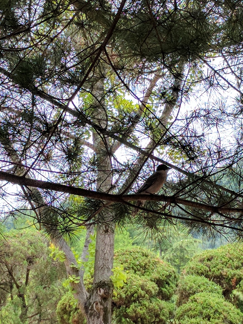 숨은그림찾기 ... 벚나무 가지 그늘에서 막 이소하려는 새끼 물까치; DISPLAY FULL IMAGE.