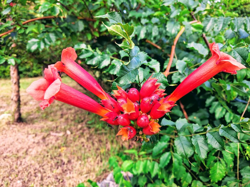길쭉한 빨간 꽃에서 꿀을 찾는 개미 무리; DISPLAY FULL IMAGE.
