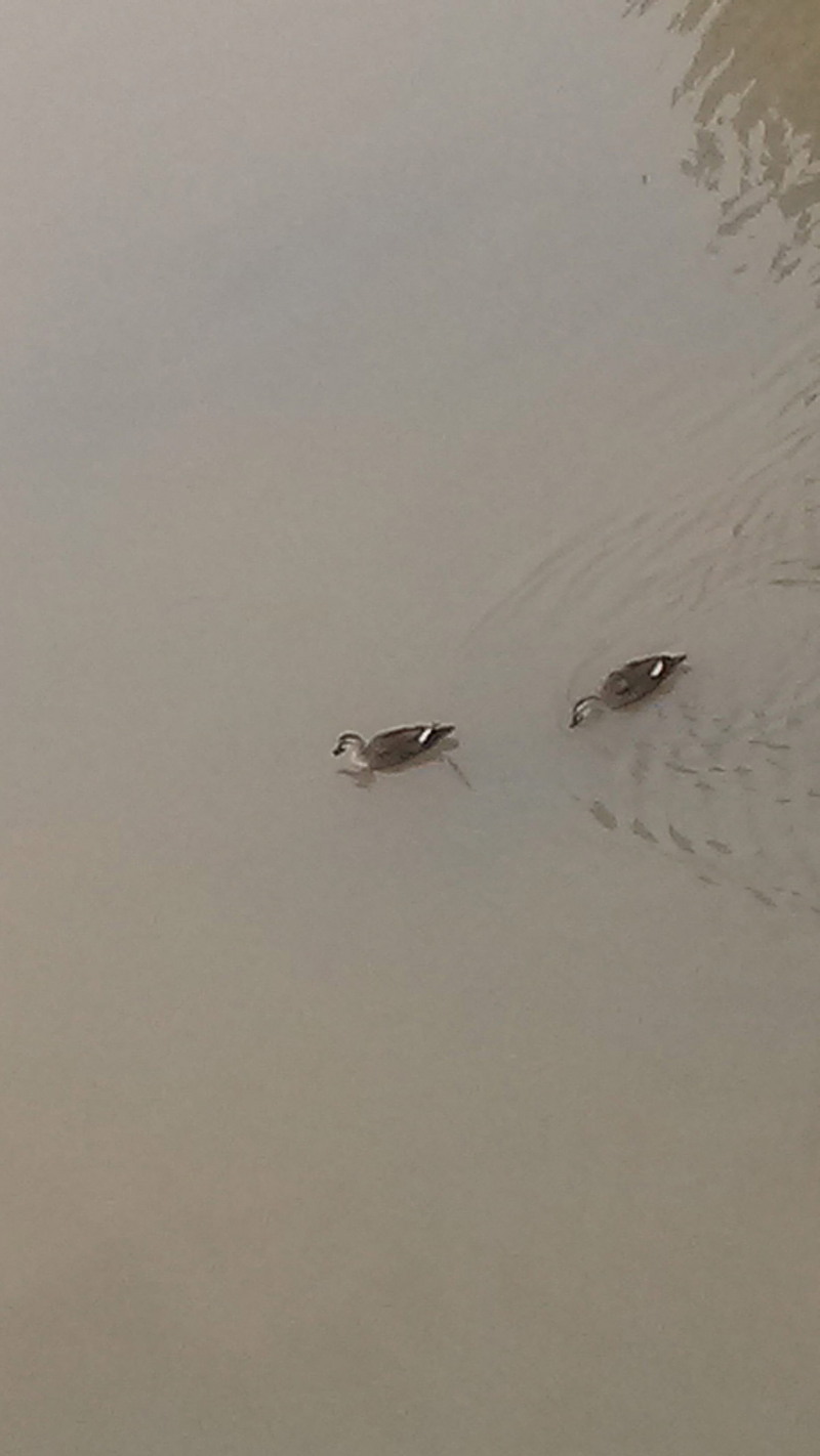 흰뺨검둥오리(Anas zonorhyncha : Eastern Spot-billed Duck); DISPLAY FULL IMAGE.