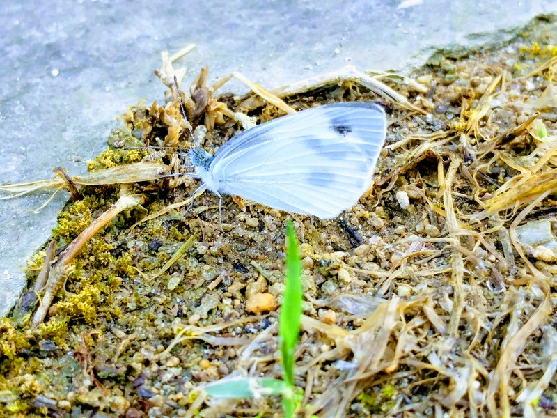 비온 땅에서 물을 마시는 배추흰나비; DISPLAY FULL IMAGE.