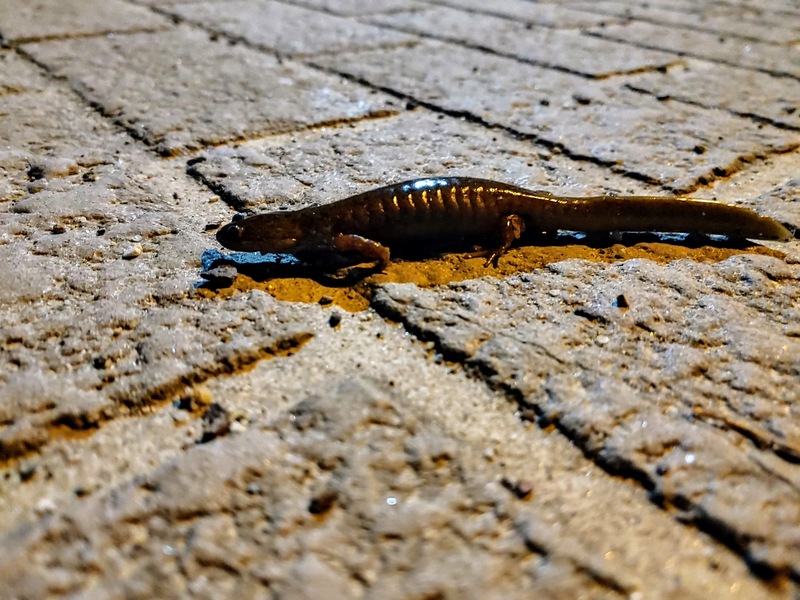도롱뇽 Hynobius leechii (Korean Salamander); DISPLAY FULL IMAGE.
