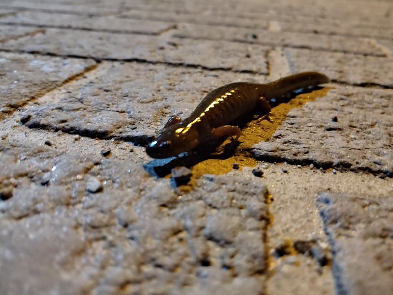도롱뇽 Hynobius leechii (Korean Salamander); DISPLAY FULL IMAGE.