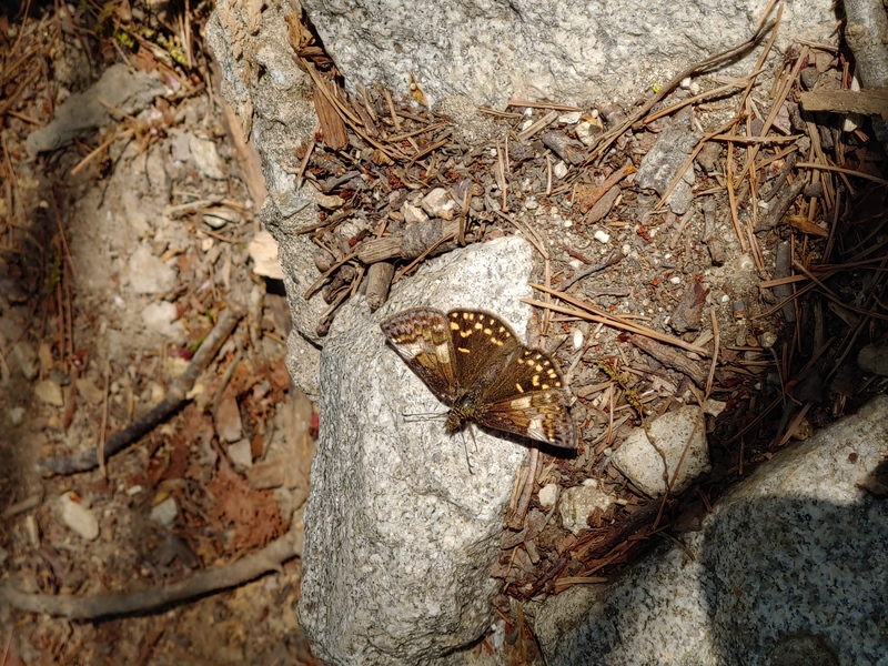 노란 점박이 나비 - 멧팔랑나비 Erynnis montana 수컷(추정); DISPLAY FULL IMAGE.