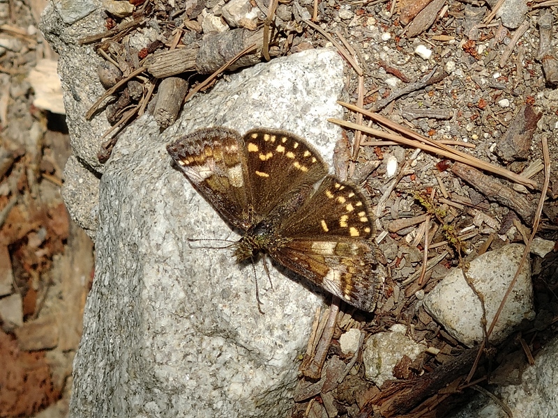노란 점박이 나비 - 멧팔랑나비 Erynnis montana 수컷(추정); DISPLAY FULL IMAGE.