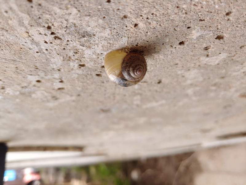 벽에서 쉬는 명주달팽이 (Acusta despecta); DISPLAY FULL IMAGE.
