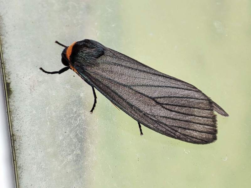 검은색 날개 주황색 머리 나방: 목도리불나방 Paraona staudingeri; DISPLAY FULL IMAGE.