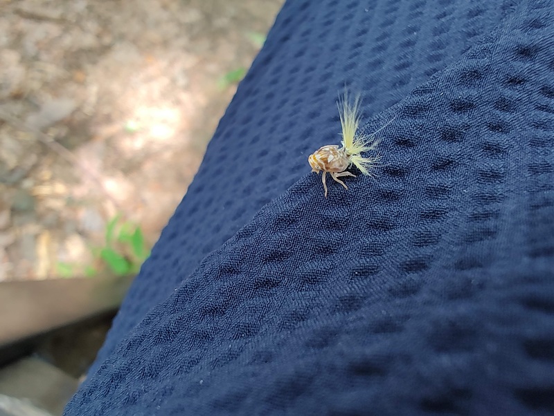 날개매미충 유충 - 일본날개매미충?; DISPLAY FULL IMAGE.