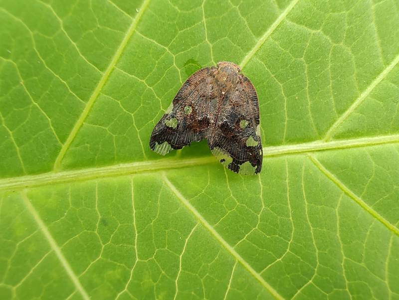 팔점날개매미충 - Ricania speculum - black planthopper; DISPLAY FULL IMAGE.