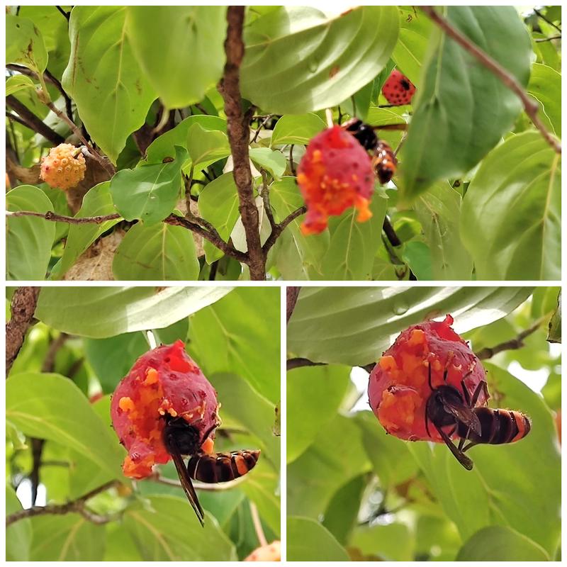 잘 익은 산딸나무 열매를 탐식하는 말벌: 등검은말벌 / Vespa velutina / Asian hornet, yellow-legged hornet; DISPLAY FULL IMAGE.