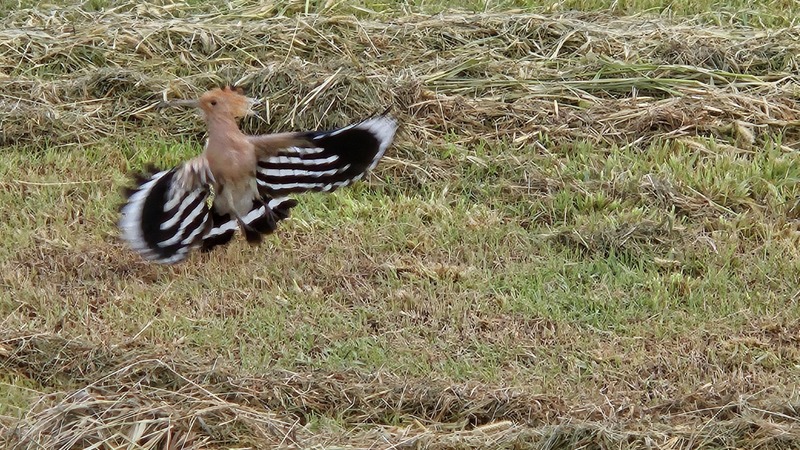 후투티, Upupa epops (Eurasian hoopoe); DISPLAY FULL IMAGE.