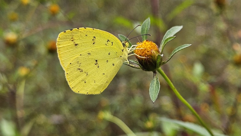 남방노랑나비(Eurema hecabe); DISPLAY FULL IMAGE.