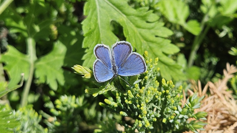 암먹부전나비 수컷 (Everes argiades - Short-tailed Blue); DISPLAY FULL IMAGE.