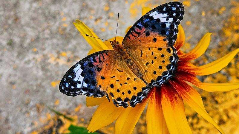 암끝검은표범나비 (Argyreus hyperbius); DISPLAY FULL IMAGE.